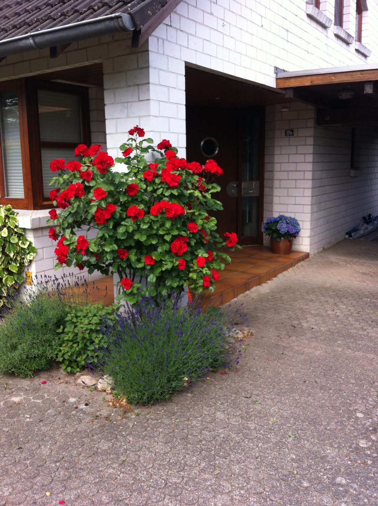 Foerdeschwalbe Apartment *